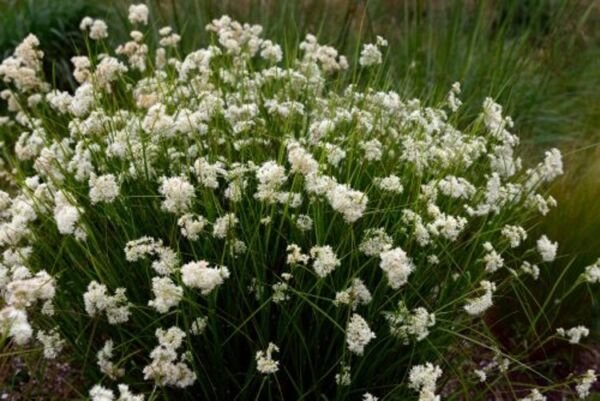 Aquatic Woodrush Snowy Rather Delightful Tufted Easy Grass Luzula Nivea 50 Seeds Fresh Garden