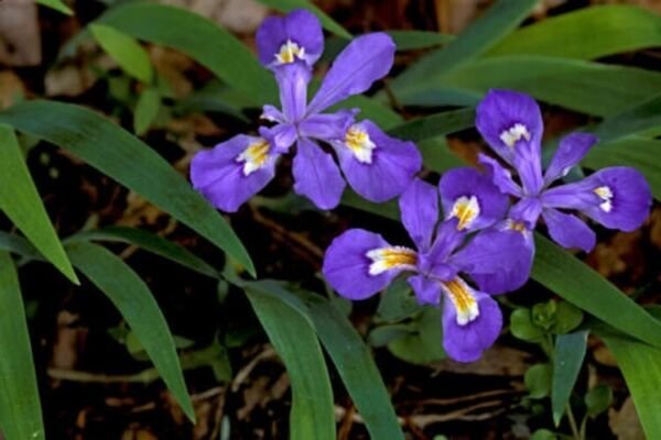Cristatas Cresteds Iris Grows In Most Of Climates But Some In Shade 5 Wild Roots Fresh Garden