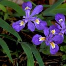 Cristatas Cresteds Iris Grows In Most Of Climates But Some In Shade 5 Wild Roots Fresh Garden