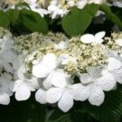 Japanese Snowball Viburnum Showy Color White Blossoms Live Plant 2.5" Pot Fresh Garden