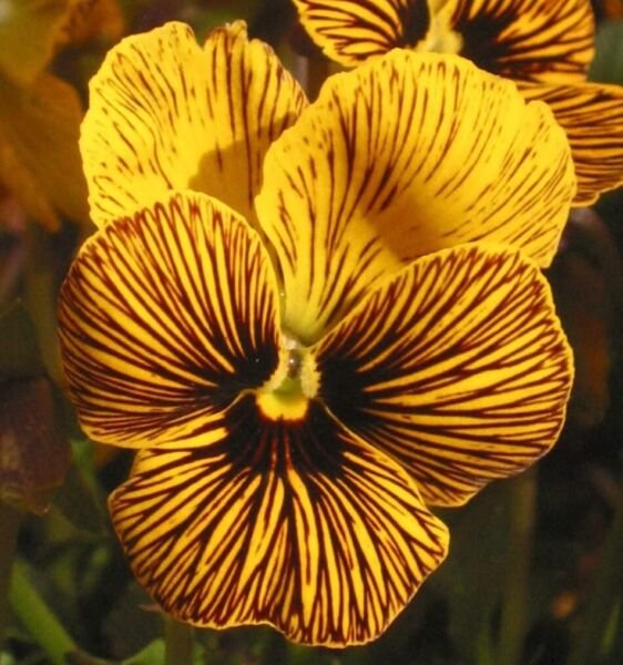 Violas Angels Eye Tiger Generally A Blue Violet Colors Hardy News Color 25 Seeds Fresh Garden