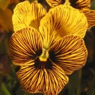 Violas Angels Eye Tiger Generally A Blue Violet Colors Hardy News Color 25 Seeds Fresh Garden