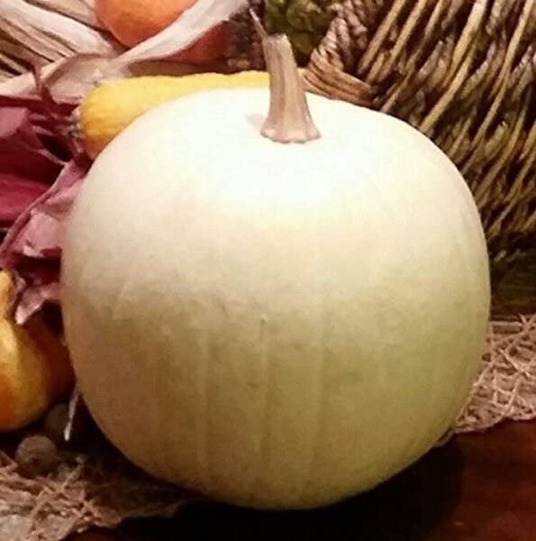Pumpkins Candys Versatiles In Their Uses Cooking Cotton Large Melon 10 Seeds Fresh Garden