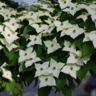Cornus Kousa Urban Areas Dogwoods Tough Widelys Known Their Beauty Quart Pot Fresh Garden