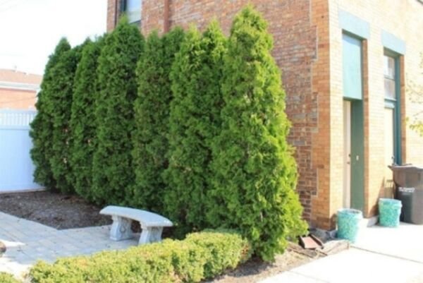 Occidentalis Thujas Narrows Pyramidals 25 Well Rooted Emeralds Arborvitae 4" Pot Fresh Garden