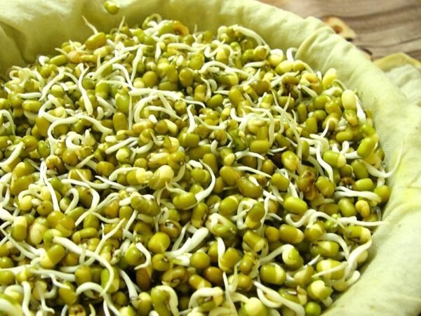 Bean Mung Growing Sprouting Flavor Crispnes Oriental Dishe 4 Ounces Seed Fresh Garden