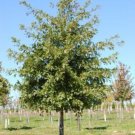 Oaks Palustris Quercus A Very Fast Growing Tree Pins With Greats Color Quart Pot Fresh Garden
