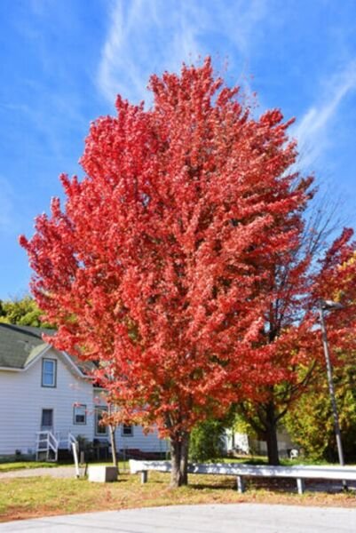 Hybrid The Sliver Red Maple Excellent Celebration s Live Plant Quart Pot Fresh Garden