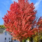 Hybrid The Sliver Red Maple Excellent Celebration s Live Plant Quart Pot Fresh Garden