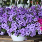 One Of The Best Petunia Notes Of Hyacinths Scentsation Spreading Evening 5 Seeds Fresh Garden