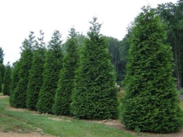 Plicata Thuja Arborvitae 25 Green Giant Fast Growing s Live Plant 2.5" Pot Fresh Garden