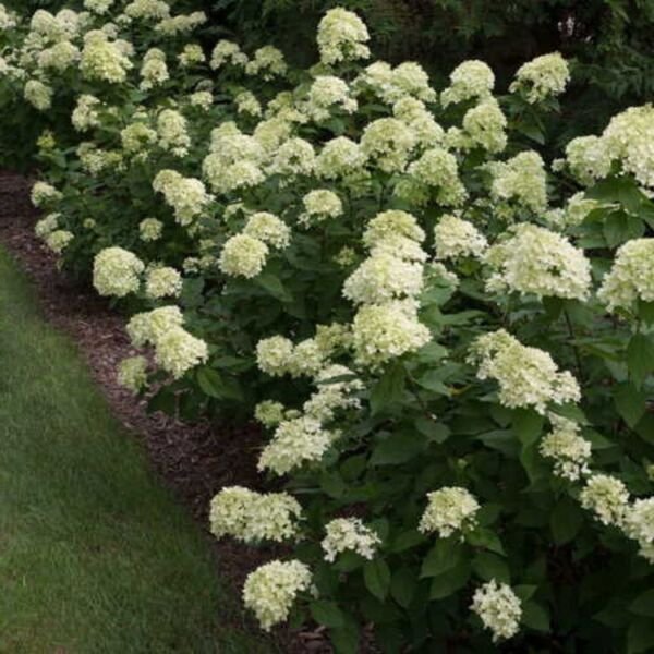 Hydrangea Lime Little Panicles Extremely Durable Long Lived Plant Very Easy Grow Fresh Garden