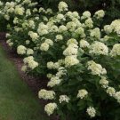 Hydrangea Lime Little Panicles Extremely Durable Long Lived Plant Very Easy Grow Fresh Garden