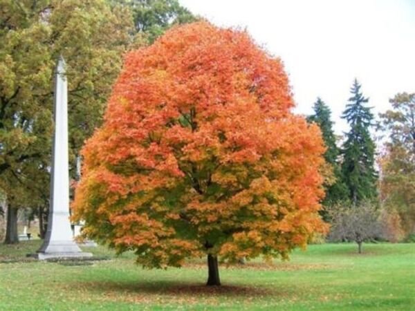 Acers Saccharums Maple Sugar Trees Multiple Exposures In Various Soils Quart Pot Fresh Garden