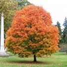 Acers Saccharums Maple Sugar Trees Multiple Exposures In Various Soils Quart Pot Fresh Garden