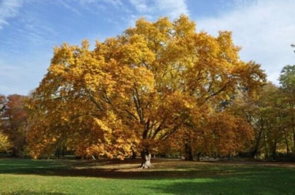 Sycamore Occidentalis Americans Platanus Rapid Growth And Immense Size Quart Pot Fresh Garden