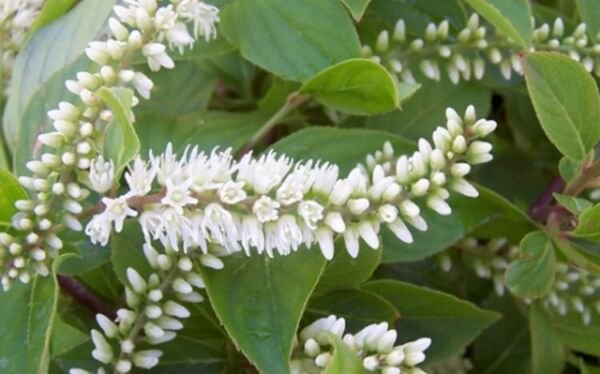 Iteas Henry's Sweetspires Adaptables To Shade Virginica Live Plant 4" Pot Fresh Garden