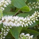 Iteas Henry's Sweetspires Adaptables To Shade Virginica Live Plant 4" Pot Fresh Garden