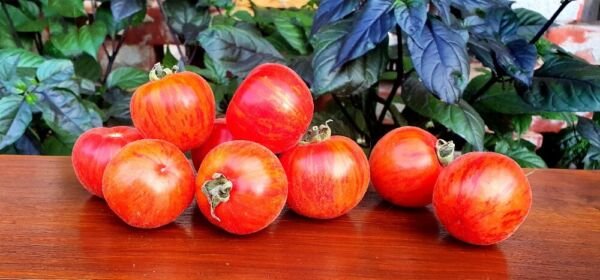 Tomato Peach Elbertas Beautiful Tasty Rich In Vitamins And Antioxidants 20 Seeds Fresh Garden