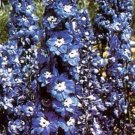 Delphinium Medium Blues Spikes With White Bees Giant Bird Out Perennial 50 Seeds Fresh Garden