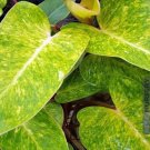 Ladys Rares Philodendron Painted Mottling Easy To Grow Indoors Live Plant 4" Pot Fresh Garden