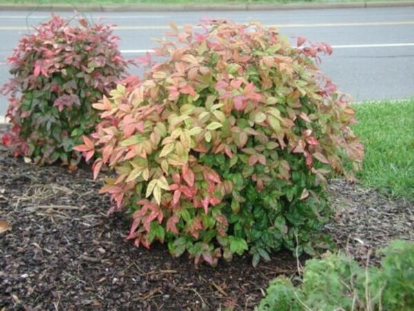 Nandina Dwarf Firepower Brights Compact Evergreen Shrub Lime Green Leaves 4" Pot Fresh Garden