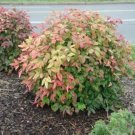 Nandina Dwarf Firepower Brights Compact Evergreen Shrub Lime Green Leaves 4" Pot Fresh Garden