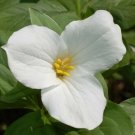Trillium Graniflorium Wood Partial Shades Wild Flowers 20 Bare Roots White Bulbs Fresh Garden