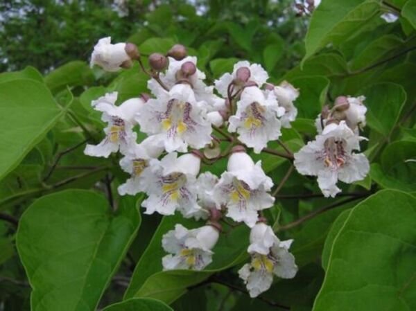 Deciduous Tree Catalpas The Leaves Are Arrows Shaped Live Plant Quart Pot Fresh Garden