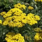 Achillea Yarrow Gold Fernlike Foliage With Flats Terminal Flower Heads Quart Pot Fresh Garden