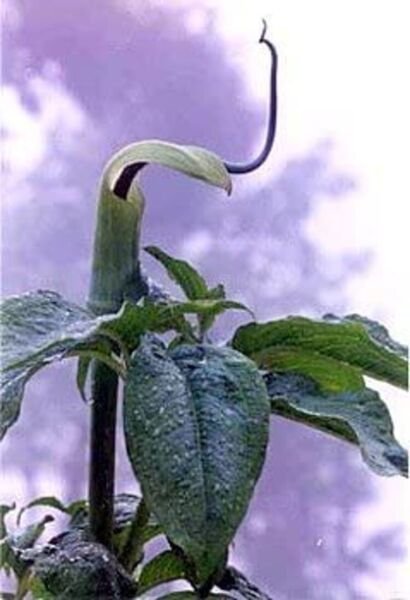 Arisaema Jack The Pulpit Himalayans Green Leaves Near The Top Tortuosum 10 Seeds Fresh Garden