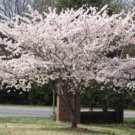 Cherrys Flowering Yoshino Ones Of The Most Popular In The World 2 Trees 2.5" Pot Fresh Garden