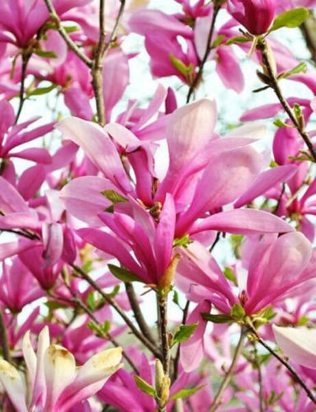 Magnolias Ann Deciduous Shrub With Fragrant Flowers Desired Shapes Tree 2.5" Pot Fresh Garden
