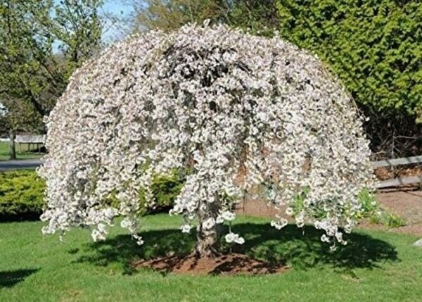 Shidare Cherry Weeping Yeodensis Prunus Yoshino Elegant s Live Small Tree Fresh Garden