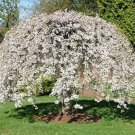 Shidare Cherry Weeping Yeodensis Prunus Yoshino Elegant s Live Small Tree Fresh Garden