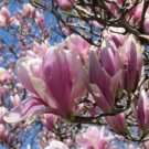 Magnolia Jane Specimens Tree Was Developed Be A Lovely Yet Hardy Shrub 2.5'' Pot Fresh Garden