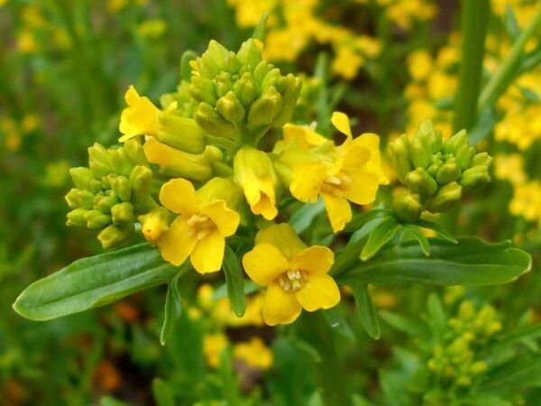 Cress Green Cream Winter To Grow Make An Attractive Addition 15 Seeds Fresh Garden