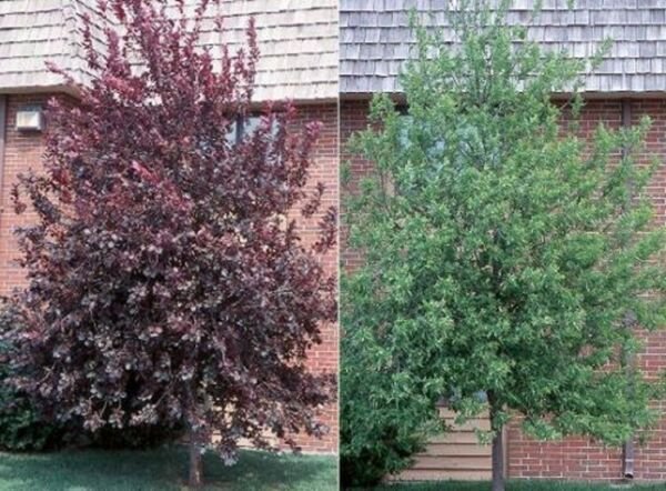 Cherry Red Canadian Choke Fast Grower Straight Trunk s Live Tree 2.5" Pot Fresh Garden