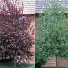 Cherry Red Canadian Choke Fast Grower Straight Trunk s Live Tree 2.5" Pot Fresh Garden