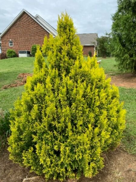 Arborvitae Golden Make Bright Privacy Hedge Live Evergreen Tree Quart Pot Fresh Garden