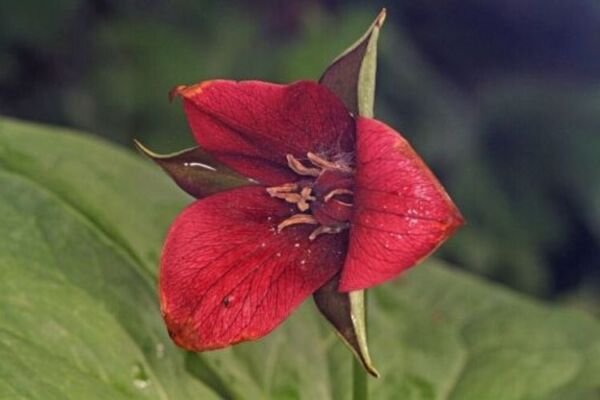 Trilliams Furroweds Erectums Barksdale's Robin Wake s 5 Trillium Sulcatum Fresh Garden