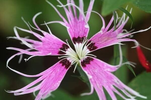 Dianthus Bearded Mix Spooky Large Fringed Deeply Divided Lacy Petals 100 Seeds Fresh Garden