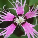 Dianthus Bearded Mix Spooky Large Fringed Deeply Divided Lacy Petals 100 Seeds Fresh Garden
