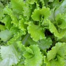 Lettuce Organics Botanical Interests Heirloom Cool Season Salad Blend Bowl Seeds Fresh Garden