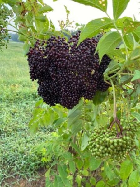 Canadensis Sambucus Elderberrys Pruned Into A Singles Small Stems Tree Quart Pot Fresh Garden