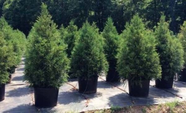 Cryptomerias Yoshino Cedars With Blue Green Summer Foliage Live Quart Pot Fresh Garden