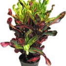 Croton Mamey Colorful Many Shapes Leafs Easy To Grow Indoors Live Plant 4" Pot Fresh Garden
