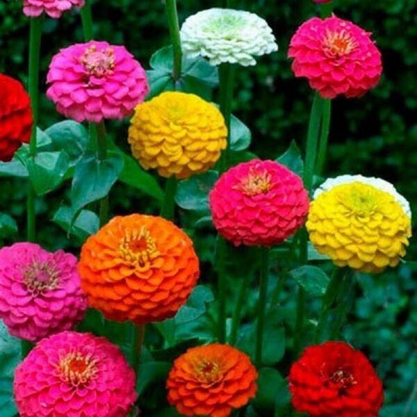 Zinnias Heirloom Old Fashioned Blooms Heat Loving Flowerbeds Plants 1 Gram Seeds Fresh Garden