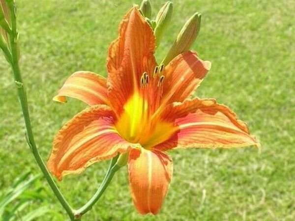 Daylily Hemerocallis Fulva Wildly Known Flower 50 Wild Orange Root System Fresh Garden