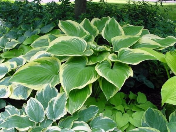 Hosta Victory Lavender Lush Foliage In Diverse Color Live Plant Quart Pot Fresh Garden